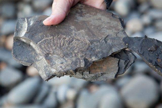 person holding fossil on top of rocky beach
