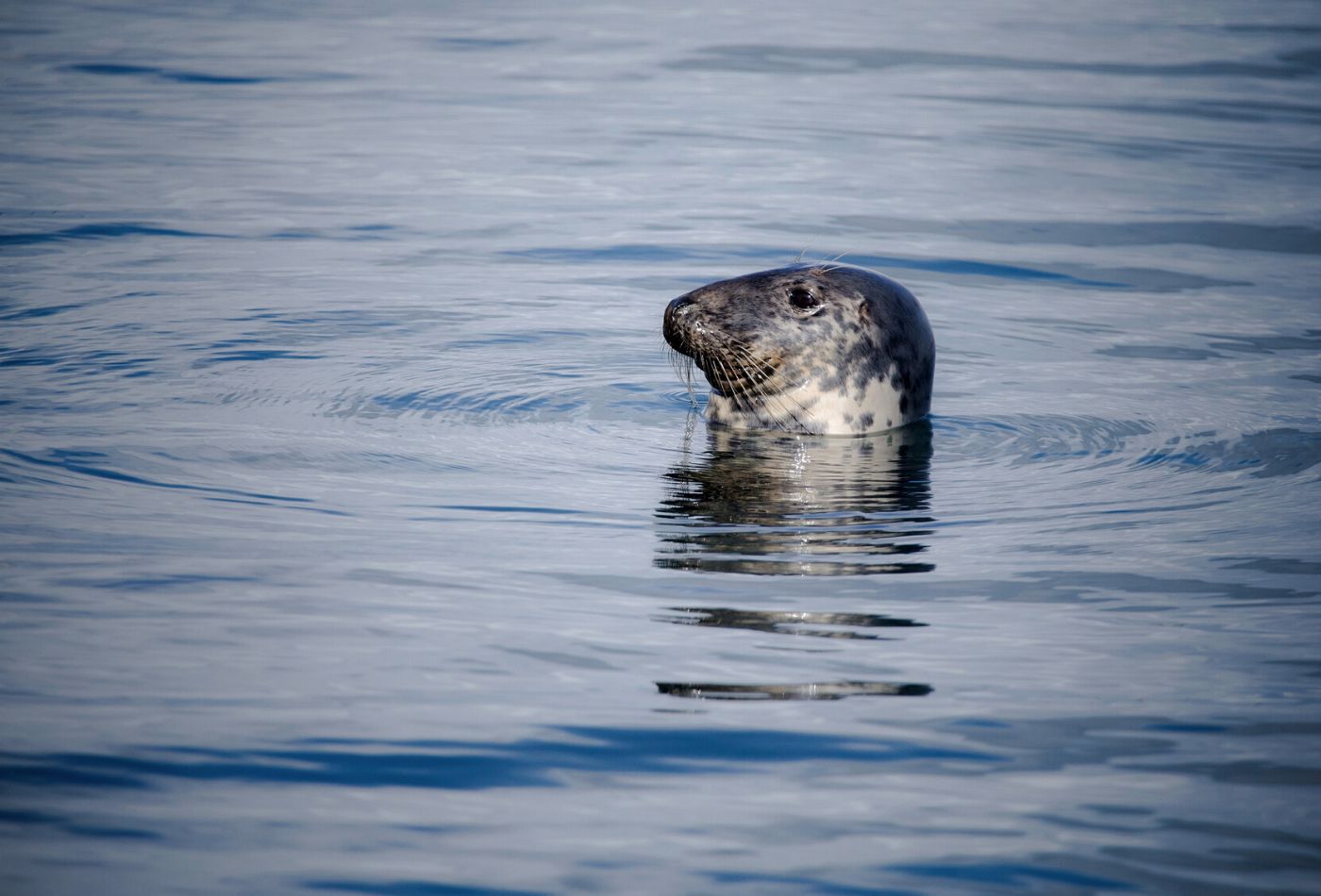 seal in devon