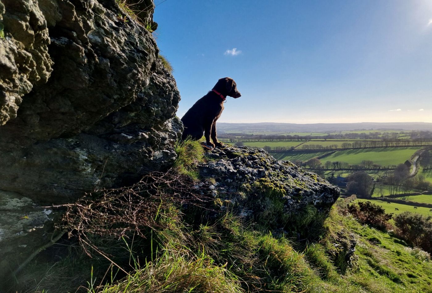 dog walks in devon