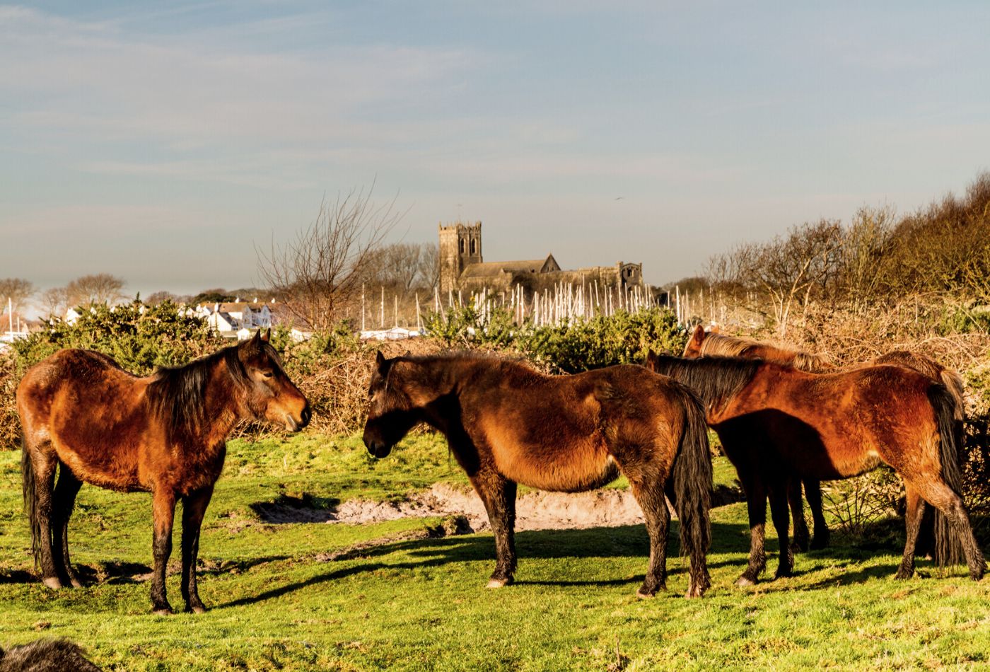 animals in dorset