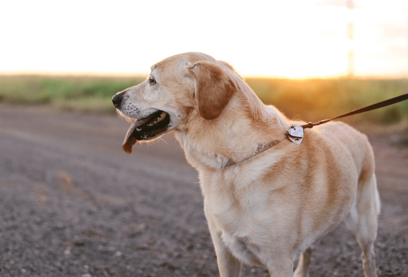 yellow Labrador Retriever standing on ground during dog walk