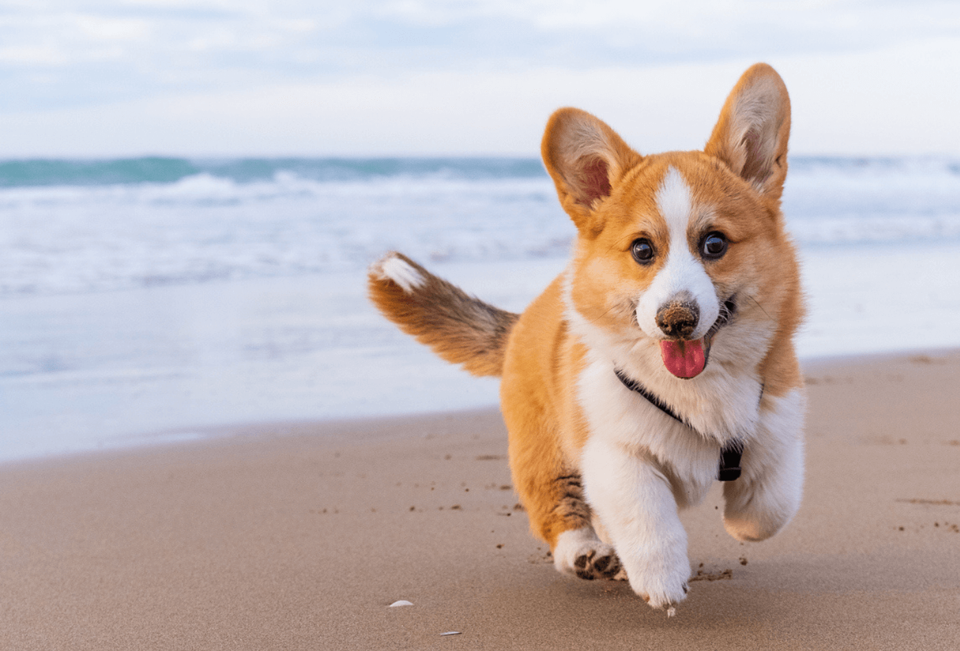 Dog running along beach