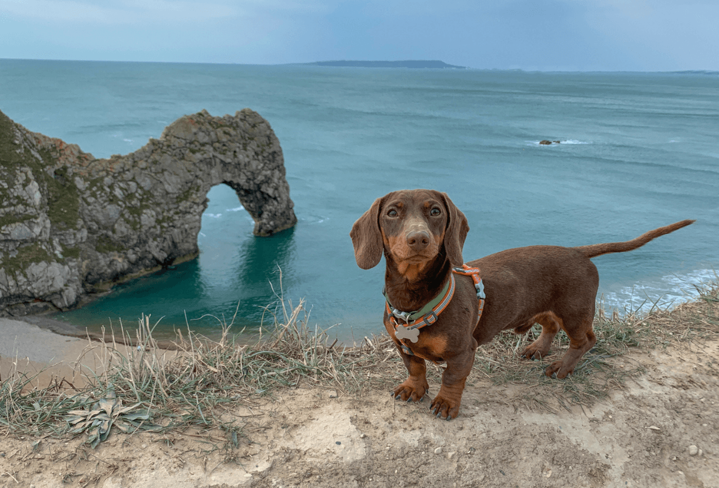 dog standing in front of Durdle Door in Dorset