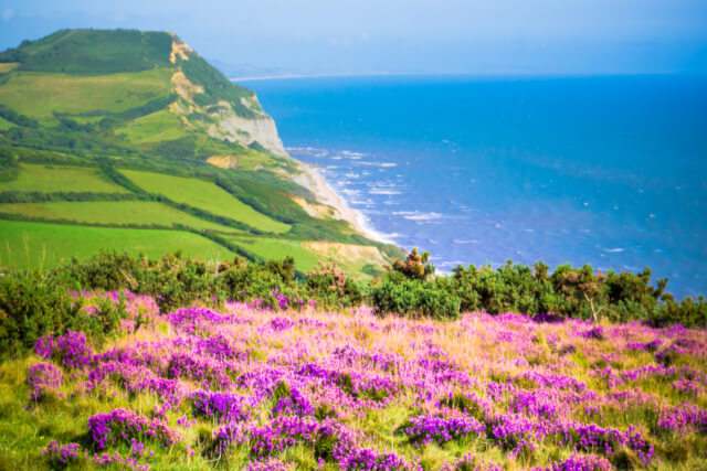 Golden Cap, National Trust near Lyme Regis