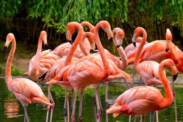 Flamingos in shallow water 