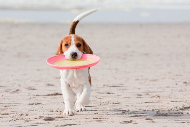 dog-friendly beach Lyme Regis
