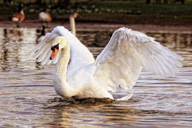 Abbotsbury Swannery 