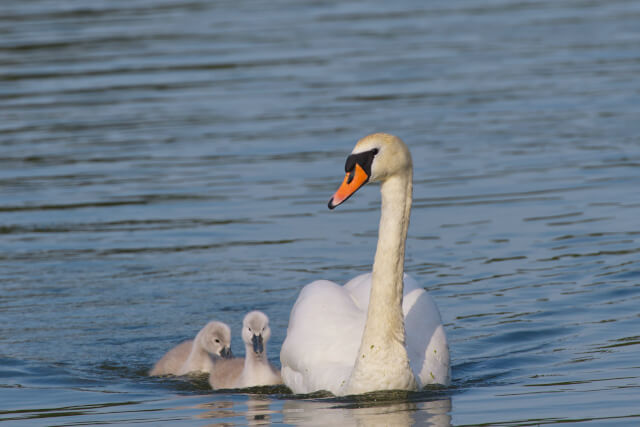Swannery- Swan with cygnists