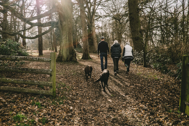 Family walk in woodland