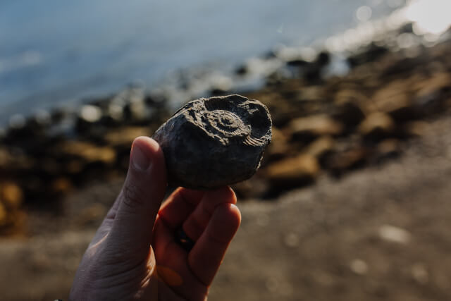 fossil hunting