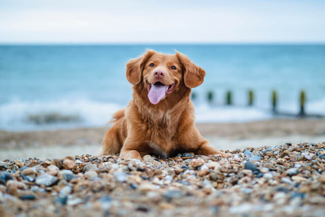 happy dog laid on shingle beach