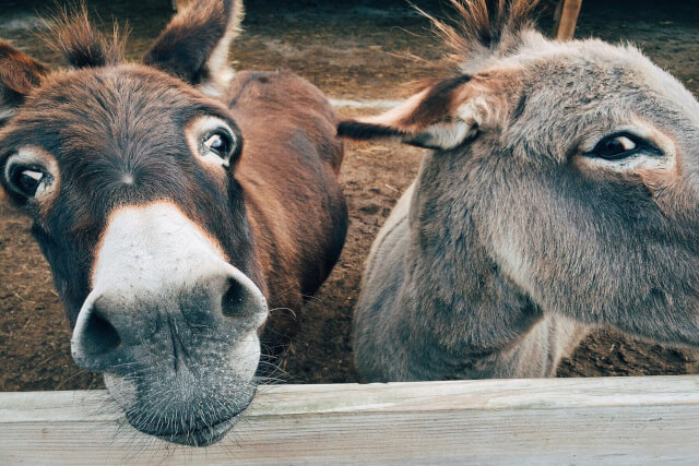 Donkey Sanctuary