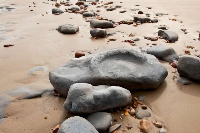 Fossils on Lyme Regis Beach.