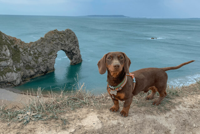 Brown dachshund on a clifftop above the sea, with the Durdle Door rock arch in Dorset behind